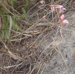 Pelargonium gracillimum
