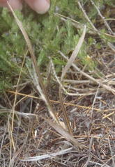 Pelargonium gracillimum
