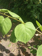 Actinidia polygama