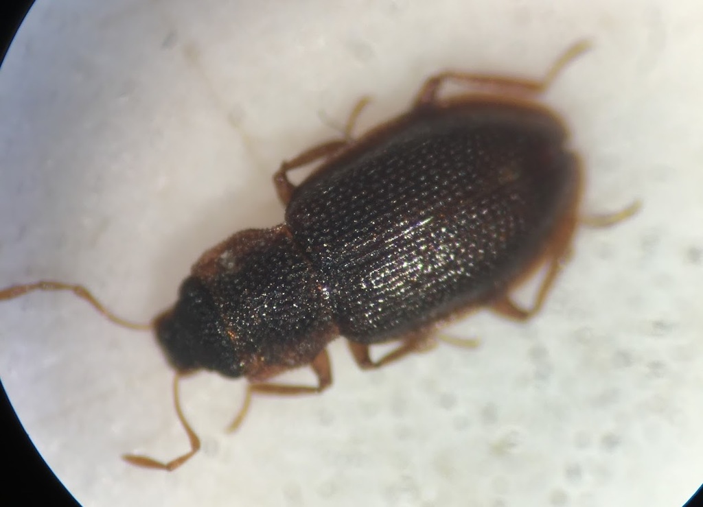 Hydraena pensylvanica