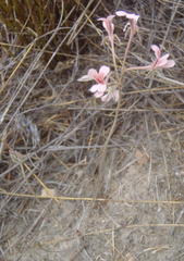 Pelargonium gracillimum