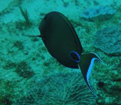 Acanthurus tennentii