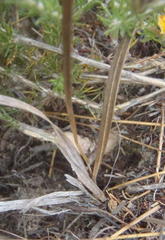 Pelargonium gracillimum