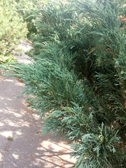 Juniperus chinensis sargentii