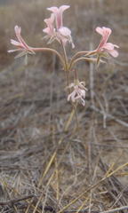 Pelargonium gracillimum