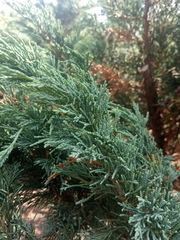 Juniperus chinensis sargentii