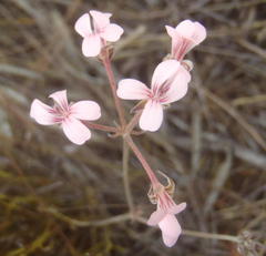 Pelargonium gracillimum