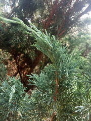 Juniperus chinensis sargentii