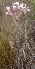Pelargonium gracillimum