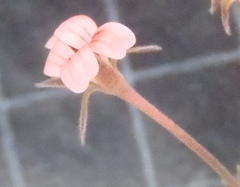 Pelargonium gracillimum