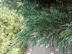 Juniperus chinensis sargentii