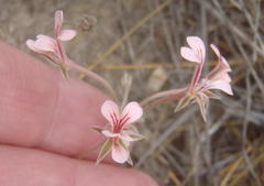 Pelargonium gracillimum