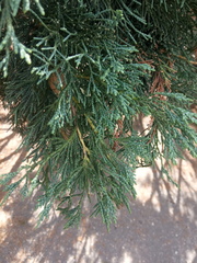 Juniperus chinensis sargentii