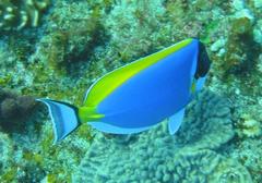 Acanthurus leucosternon