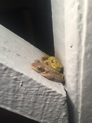 Osteopilus septentrionalis