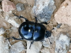 Thorectes valencianus