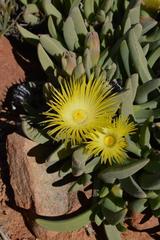 Cheiridopsis acuminata