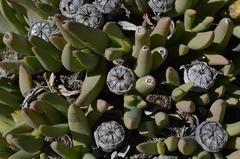 Cheiridopsis acuminata