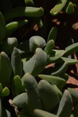 Cheiridopsis acuminata