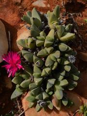 Cheiridopsis purpurea