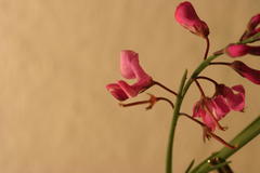 Indigofera filifolia