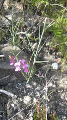 Indigofera filifolia