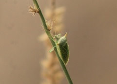 Arvelius albopunctatus