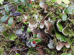 Peltigera leucophlebia