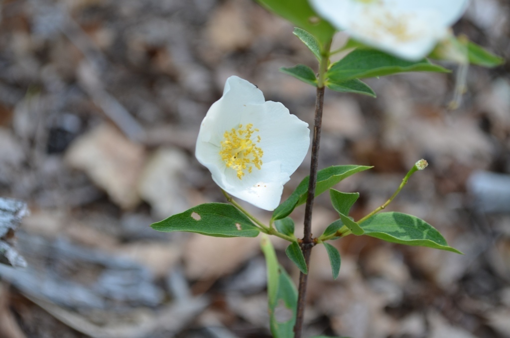 hairy mock-orange