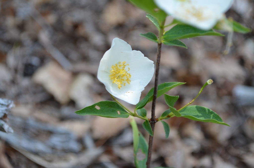 Philadelphus hirsutus