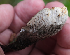 Peltigera leucophlebia