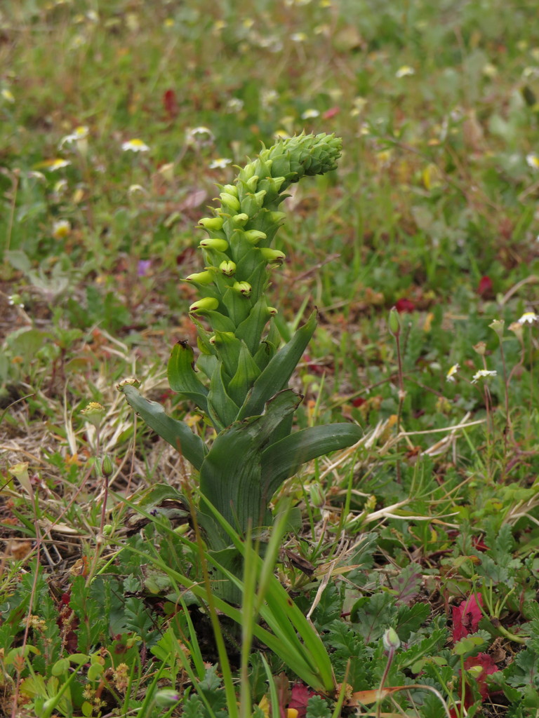 Corycium orobanchoides