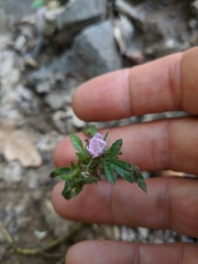 Malva setigera
