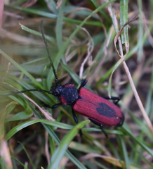 Purpuricenus kaehleri