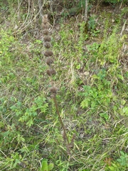 Phlomoides tuberosa