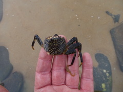 Grapsus tenuicrustatus