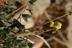 Crotalaria pearsonii
