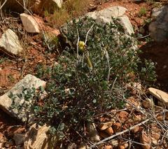 Crotalaria pearsonii