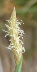 Eleocharis limosa