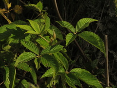 Rubus floribundus