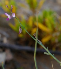Polygala pungens
