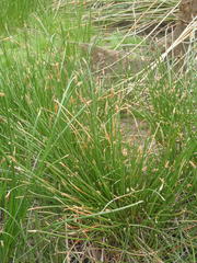 Eleocharis limosa