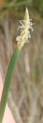 Eleocharis limosa
