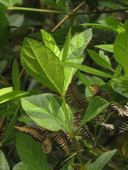 Viburnum tinoides