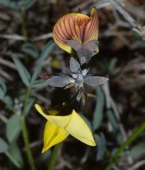 Crotalaria pearsonii