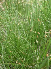 Eleocharis limosa