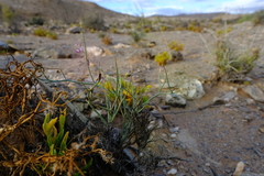 Polygala pungens