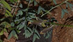 Crotalaria pearsonii