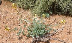 Crotalaria pearsonii