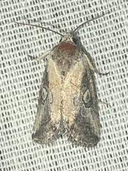 Aleptina inca